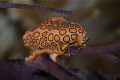   Flamingo tongue peering me. me  